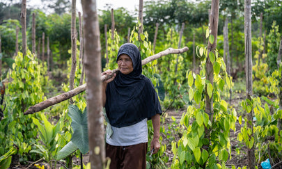 Verstegen zet zich in voor het behoud van Indonesische peper met duurzame landbouwmethoden