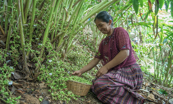 Kardemom met een verhaal: hoe dit specerij het leven van boeren verandert