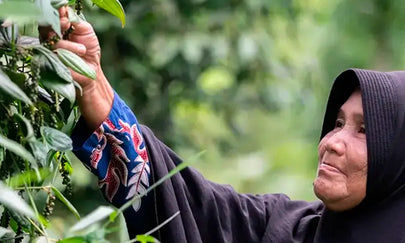 Uitdagingen van peperteelt in Indonesië in beeld