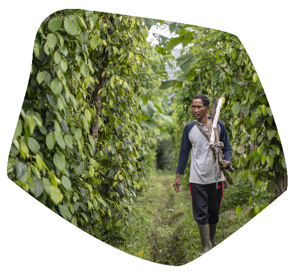 Duurzaamheid_-_Vanille_Costa_Rica