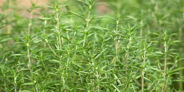 Picolier-bonenkruid-oorsprong