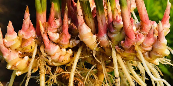 Picolier gember plant