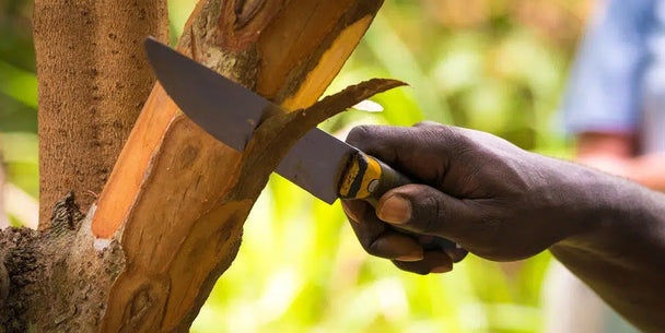 Picolier-kaneelboom-kanee