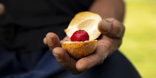 Picolier-nootmuskaat-blockchain