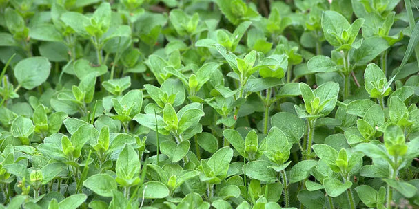 Oregano