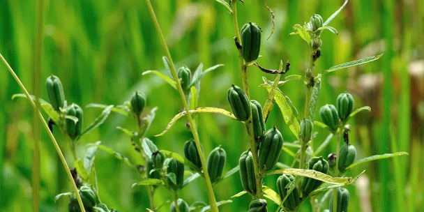 Picolier-sesamzaad-oorsprong