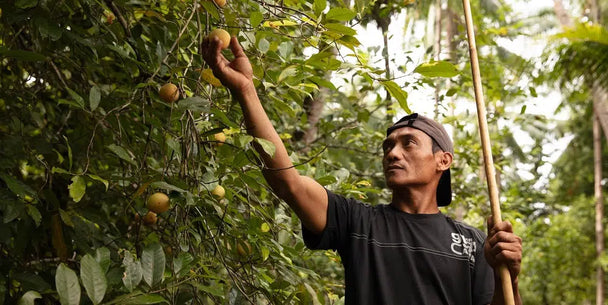 Picolier_nootmuskaat