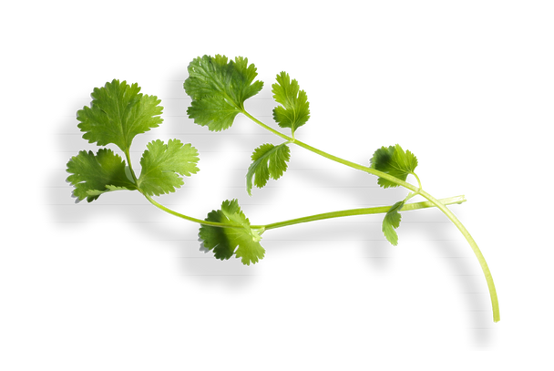 Peterselie