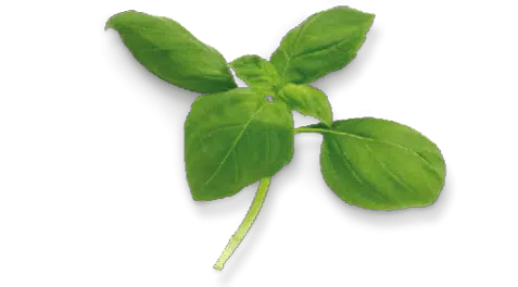 Basilicum