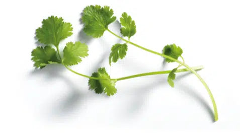 Koriander