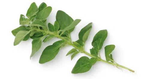 Oregano