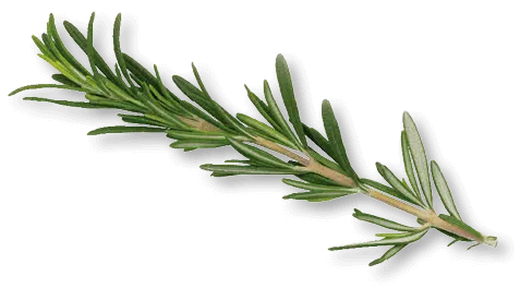 Rozemarijn
